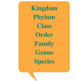 Kingdom, Phylum, Class, Order, Family, Genus, Species Kingdom, Phylum, Class, Order, Family, Genus, Species