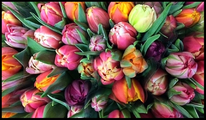 Finding Signs of Spring