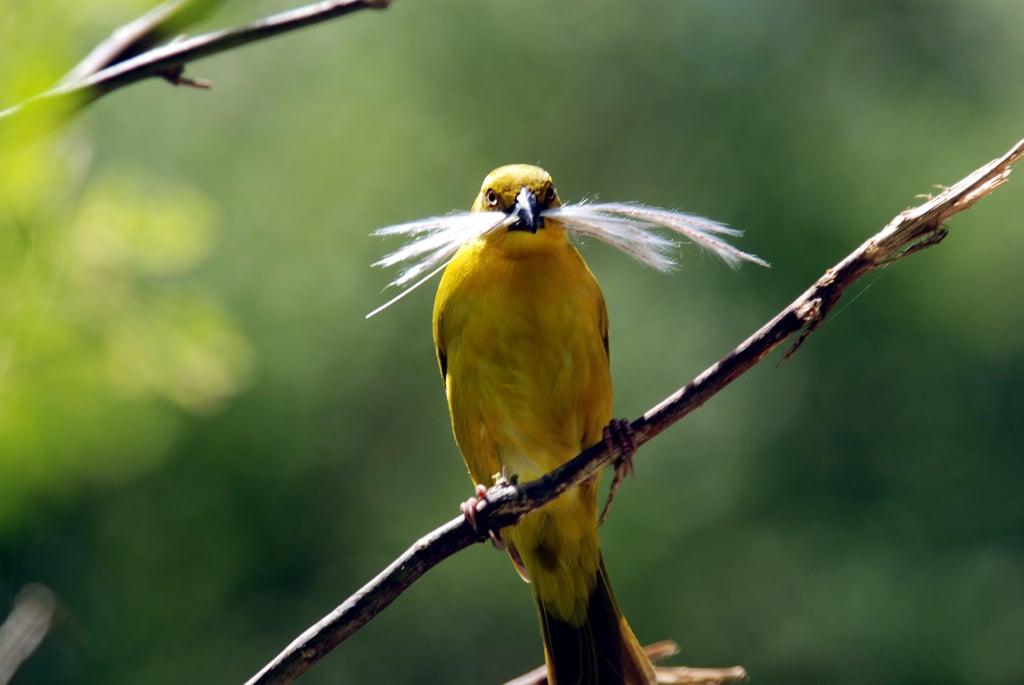 If Then Creativity Early Bird Teacher Blog